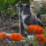cat in flower bed